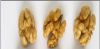 Quality Walnut Kernels | Dried Fruits | Walnut Suppliers | Walnut Exporters | Walnut Manufacturers | Cheap Walnut | Wholesale Walnut | Discounted Walnut | Bulk Walnut | Walnut Buyer | Import Walnuts | Shelled Walnuts