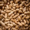 Groundnut (peanuts)