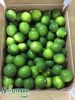 Seedless Lime Vietnam
