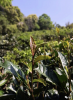 Puer tea Cooked puer tea bread Chinese tea from Menghai ecological base