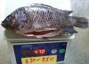 tilapia wgs