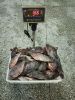 tilapia wgs