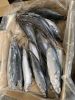 pacific mackerel