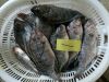 tilapia wgs