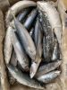 pacific mackerel