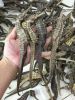 Buy Dried Seahorse | D...