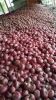 onion