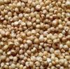 Grain Sorghum