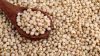 Grain Sorghum