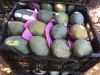 Mangos