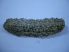 sea cucumber