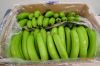 Cavendish bananas from...