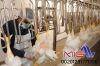 poultry slaughterhouse...