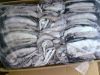 frozen Cuttlefish