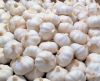 Wholesale Fresh Normal...