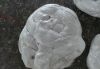 EPS White Hot melt 
