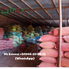 High Quality Tabu/ Jigat/ Joss Powder with Low Price - Customized Packing Powder