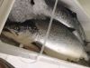 Fresh Frozen Salmon/Sa...