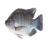Tilapia Fish for Sale ...
