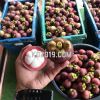 Fresh Mangosteen Fruit From Vietnam