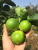 Fresh Seedless Lime (Lemon) 100% Vietnam Origin