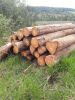Raw tree of Eucalyptus