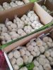 Bulk Garlic for Sale |...