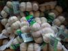 Pure White Garlic | Chinese Fresh Garlic