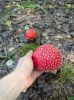 Amanita muscaria (fly ...