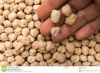 Chickpeas , 7mm 8mm 9m...