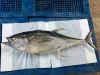 Frozen Yellow Fin Tuna...