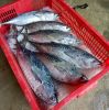 Frozen Bonito Tuna Who...