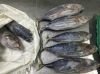 Frozen Skipjack Tuna W...