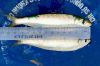 Frozen Herring Fish Wh...