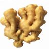 FRESH GINGER