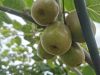 Fresh kiwi fruit ,red ...