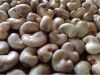 Raw cashew nuts in she...