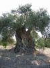 olives oil suppliers,o...