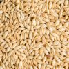 premium quality  barley