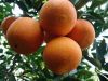 Fresh Navel Oranges From South Africa, Natural Juicy Citrus Fruits