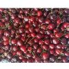  High Quality Natural Taste Red Farm Fresh Cherries for Sale