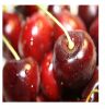  High Quality Natural Taste Red Farm Fresh Cherries for Sale