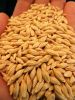 Natural Raw Barley / Malt /Human Consumption / Animal Feed / Fodder / South African Origin