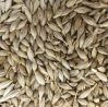 Natural Raw Barley / Malt /Human Consumption / Animal Feed / Fodder / South African Origin