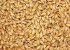 Natural Raw Barley / Malt /Human Consumption / Animal Feed / Fodder / South African Origin