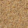 Natural Raw Barley / Malt /Human Consumption / Animal Feed / Fodder / South African Origin