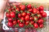 Fresh cherry tomato fruit South African for export with competive price and high quality avocado ready to shipping EU, ASIA, US Market