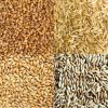 100% Pure Highest Quality Agriculture Grain Organic Rye for Bulk Purchase