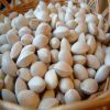 Best Selling Ginkgo Nuts Fresh Raw Ginkgo Nuts Medical BULK Style Packaging Color Material Natural half opened sales