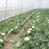 2021 Touchhealthy supply 100% Natural sweet melon seed/hybrid melon seeds with best quality